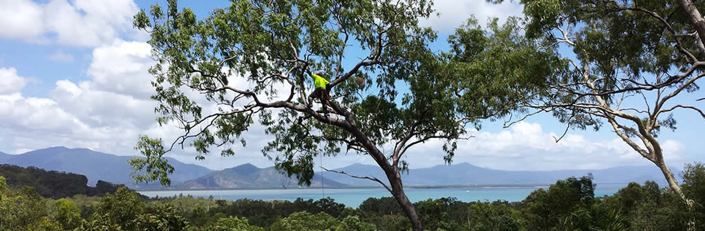 Russell Hooper - Qualified Arborist Cairns
