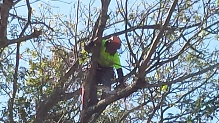Tree pruning