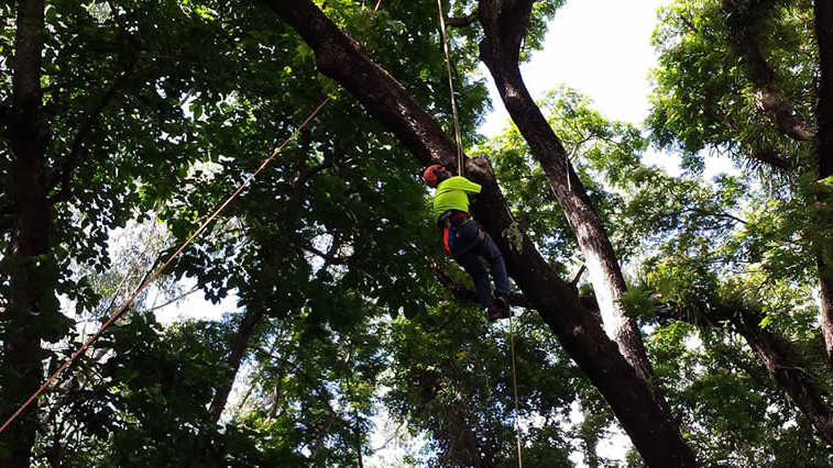 Tree removal Cairns